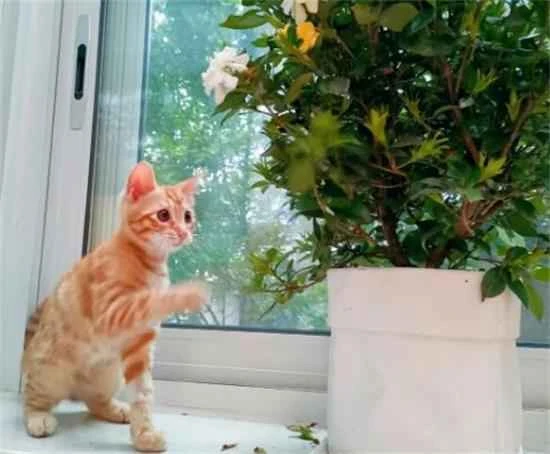 Will cats get poisoned if they eat gardenia leaves?
