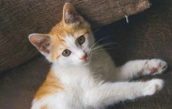 Under what circumstances should cats not be bathed?