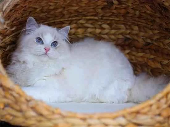 Can cats use iodine solution?