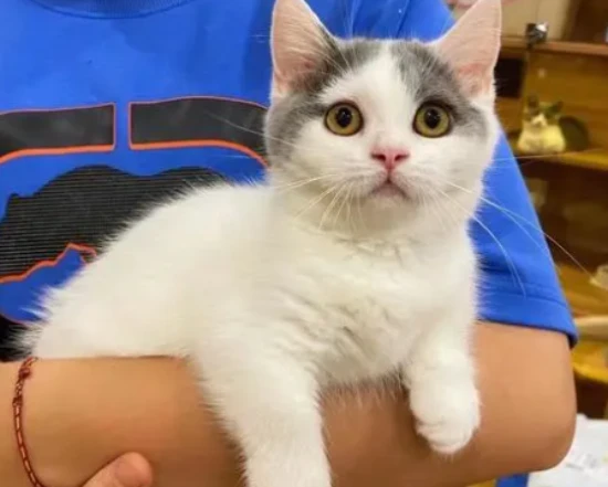 What is the inner world of a cat like?