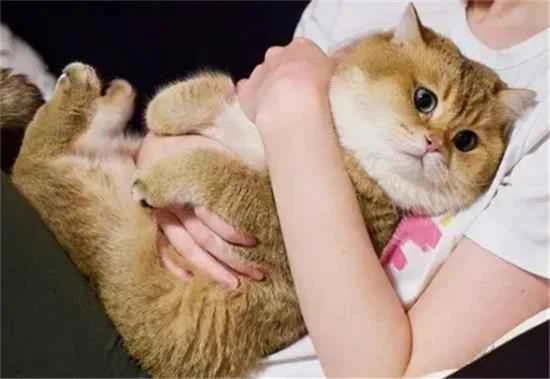 Do cats treat their owners as lovers?