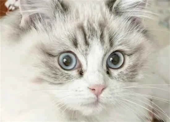 What are the functions and characteristics of a cat's tail?