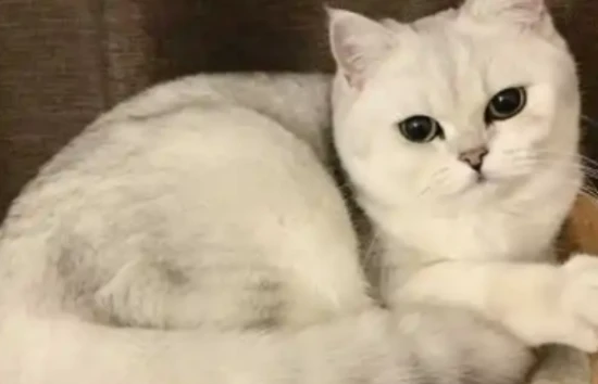 When do British Shorthair cats develop fuller cheeks? What should they eat to help them develop fuller cheeks?