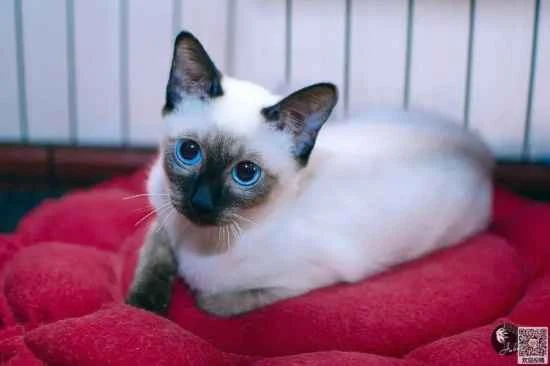 My cat hasn't pooped for two days but has urinated. What could be the reason?