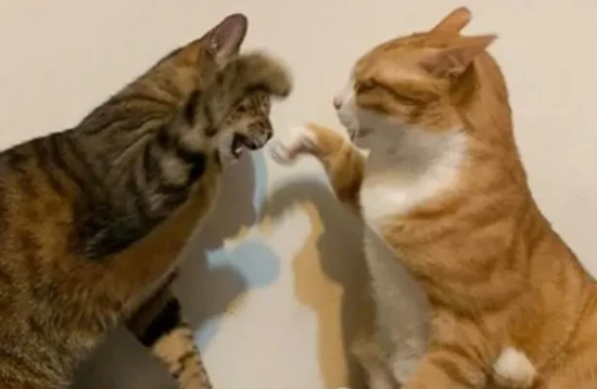 Five common misconceptions about healthy cat care