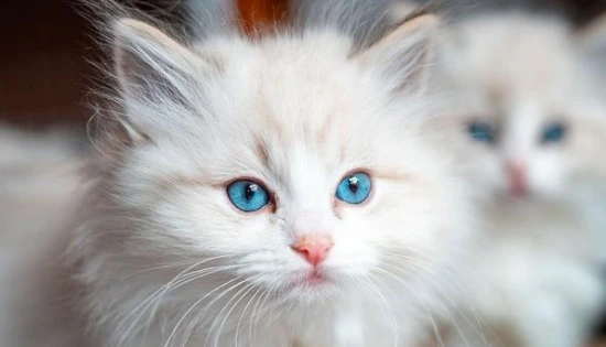 Why does the kitten keep meowing?