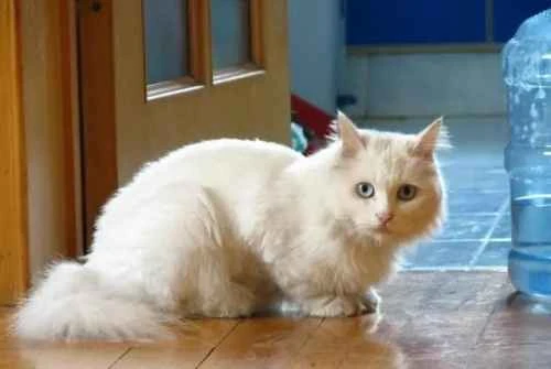 How to safely repel mosquitoes when keeping a cat in summer