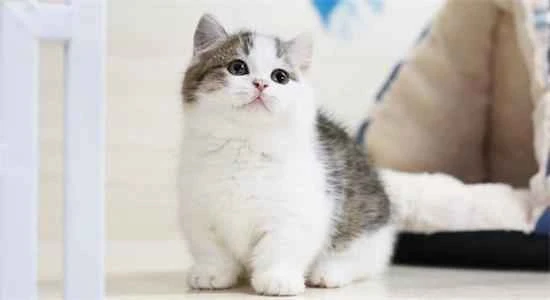 What to do about cat tail oil?