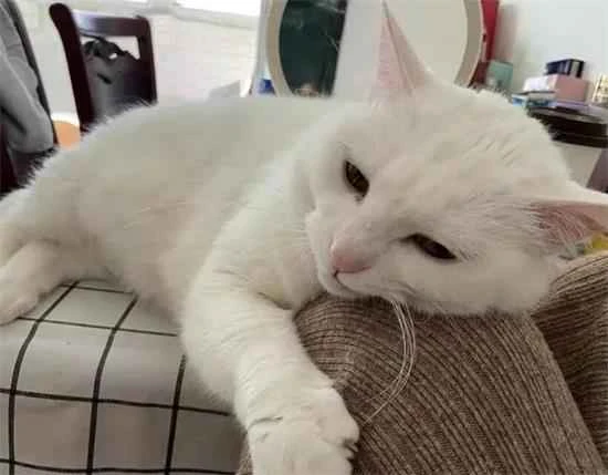 My cat has suddenly become very clingy.