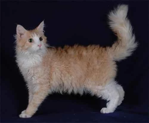 Why can't my female orange cat gain weight?