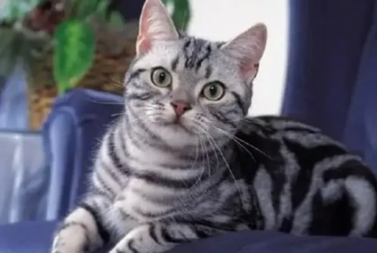 Can cats take a bath in winter?