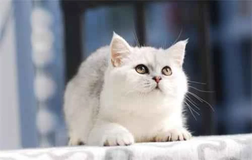 What are some reasons why a cat might have relatively little fur?