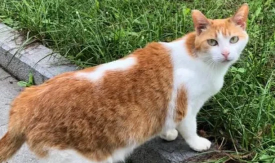 Is it okay not to give feline triple vaccine? Under what circumstances can feline triple vaccine be omitted?