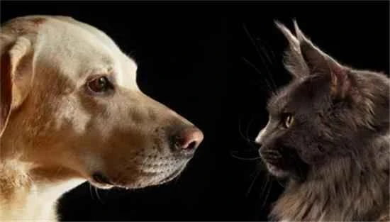Comparison of vision, hearing and smell between cats and dogs