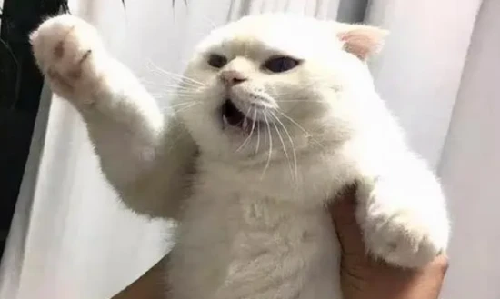 It bites if you touch its belly.