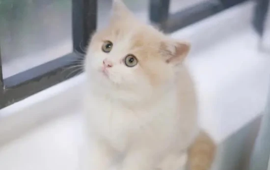 Symptoms of indigestion in cats