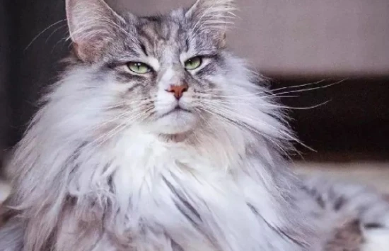What are the dietary restrictions for Norwegian Forest Cats?