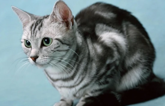 How many years do cats typically live?