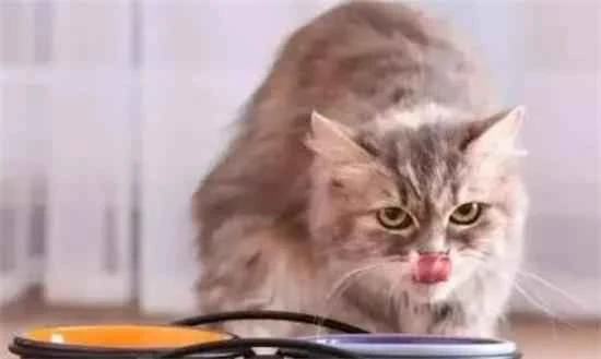 What happens if a cat eats cooking oil?