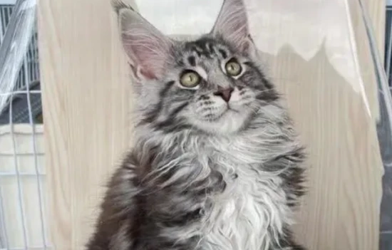 What is the personality of a Maine Coon cat?