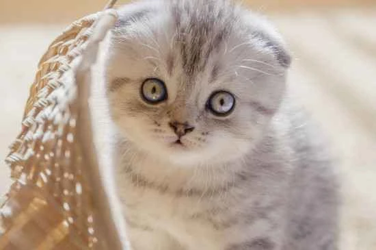 Do you remember the correct method for measuring a cat's body temperature?