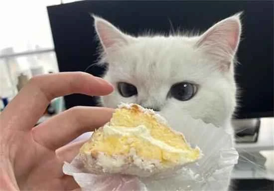 Is it okay for a cat to eat a little cream?