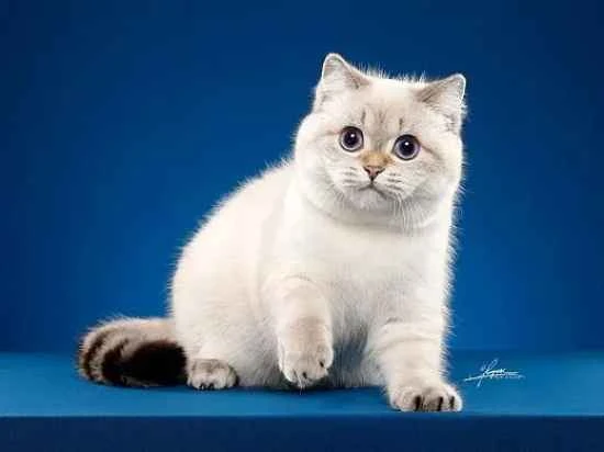 What precautions should be taken when giving medication to a cat?