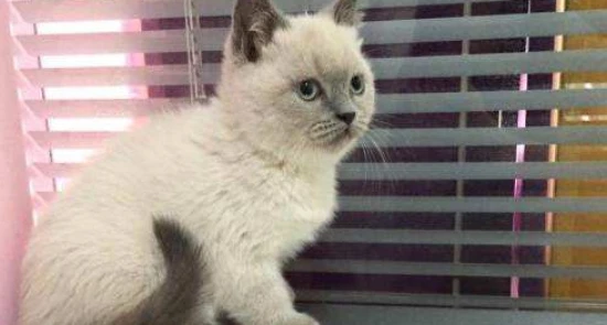 What causes a kitten's eyes to tear up?