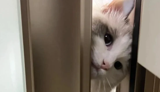 猫咪为什喜欢看人类的亲密行为？不只是爱八卦这么简单