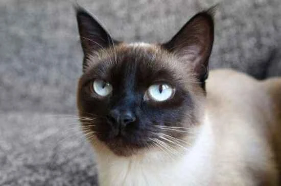 Can cats drink millet porridge?