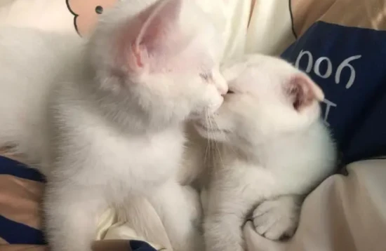What does it mean when two cats are grooming themselves?