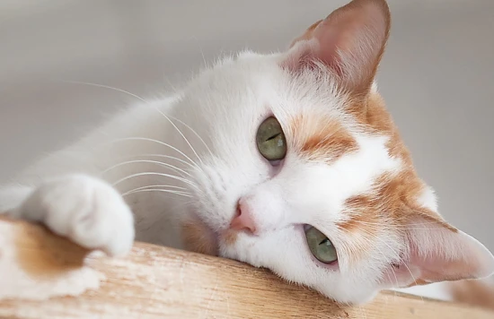 The best way to help your cat expel hairballs