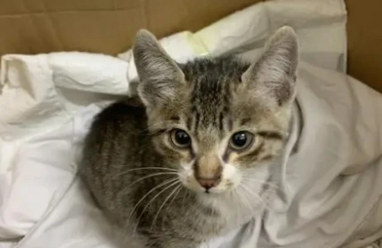 How to feed a 2-month-old kitten