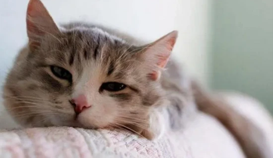 Why do cats like to chew on slippers?