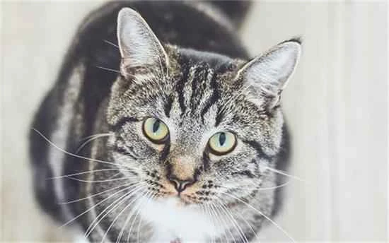 Will a lost cat run further and further away?