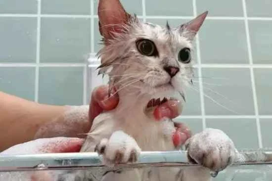 What should I do if my cat doesn't like taking baths?