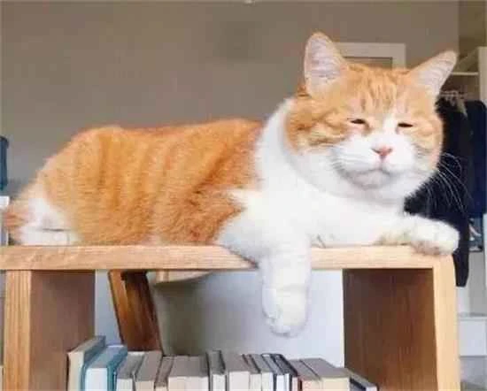 Is there a standard answer to how much a kitten should eat each day?