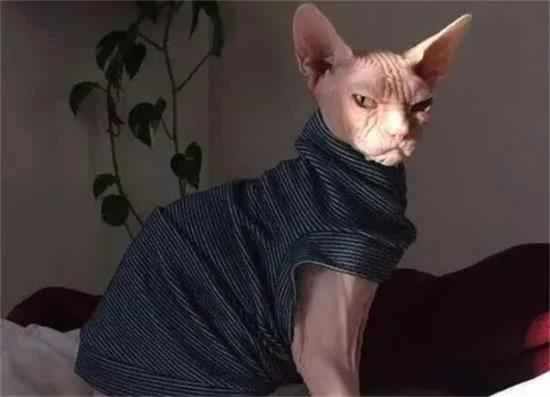 Six cat breeds widely recognized as having the most "spiritual" qualities; those who have owned them all say they're wonderful.