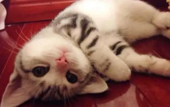 The sound of a cat's stomach gurgling