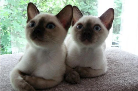 What should Siamese cats avoid eating?