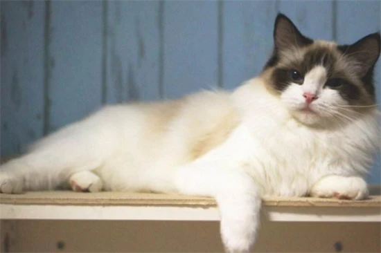 Is it effective for a cat to receive only two vaccinations?