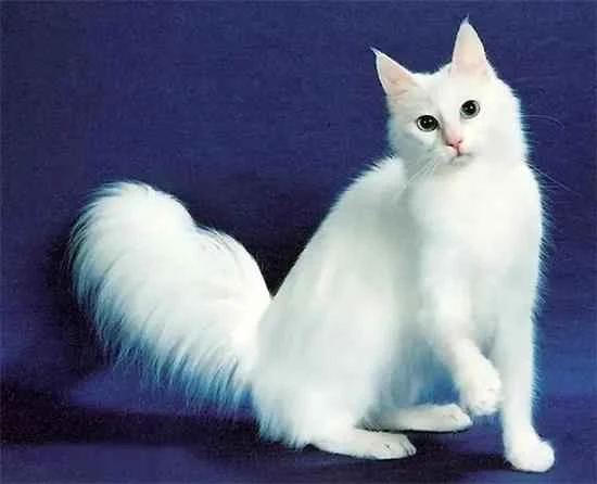 What food is best for Turkish Angora cats?