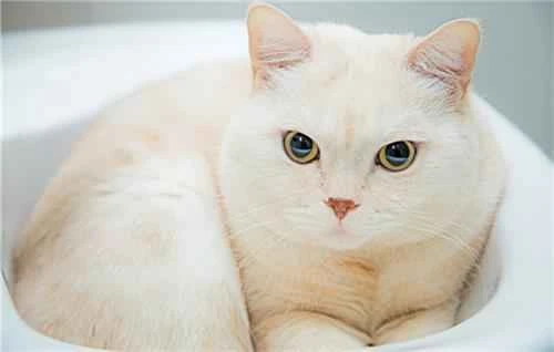 How often should you deworm your cat?