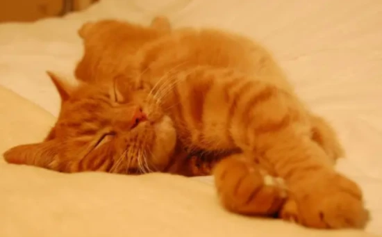 How much sleep do cats need each day?