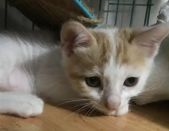 What materials are best for cat scratching boards? Do you know these things when choosing a cat scratching board?