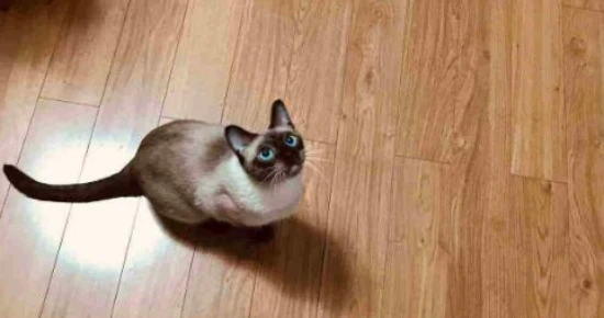 Is mopping with alcohol and water harmful to cats?