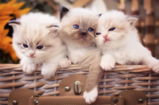 猫咪能区分男性和女性人类吗？