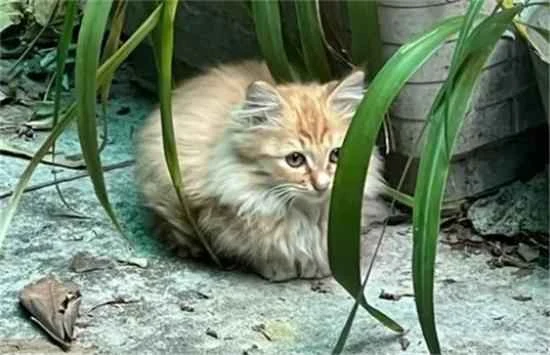 Can you keep a cat in a house where the cat has had feline panleukopenia?