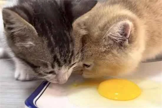 How often should you feed your cat egg yolks?