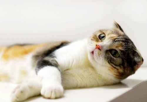 Do cats like to eat fish?